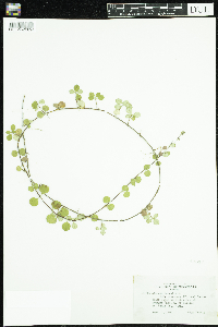 Linnaea borealis image