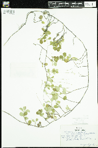 Linnaea borealis image