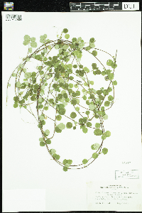 Linnaea borealis image