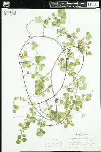 Linnaea borealis image