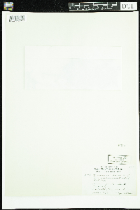 Linnaea borealis image