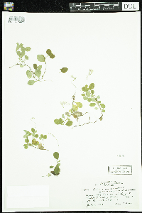 Linnaea borealis image