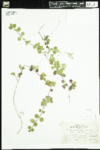 Linnaea borealis image
