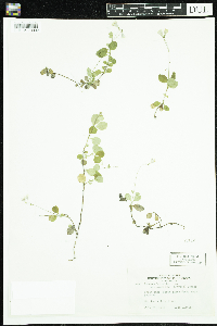 Linnaea borealis image