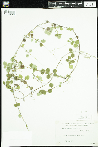 Linnaea borealis image