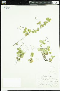 Linnaea borealis image
