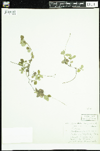 Linnaea borealis image