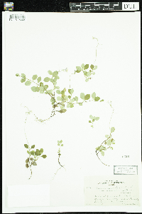 Linnaea borealis image