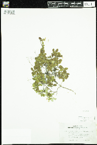 Linnaea borealis image