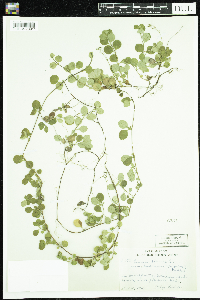 Linnaea borealis image