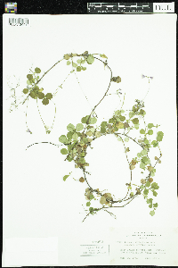 Linnaea borealis image