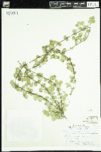 Linnaea borealis image