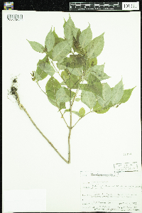 Media resource of Diervilla lonicera