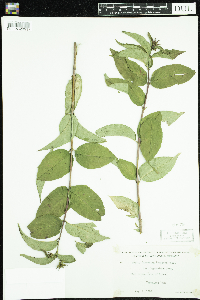 Thumbnail image of current specimen