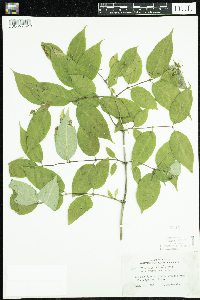 thumbnail image of current specimen