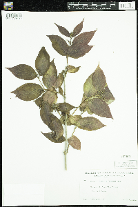 Diervilla lonicera image