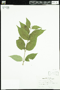 Diervilla lonicera image