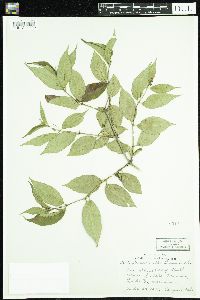 Diervilla lonicera image