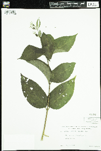 Diervilla lonicera image