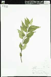 Diervilla lonicera image