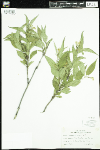Diervilla lonicera image