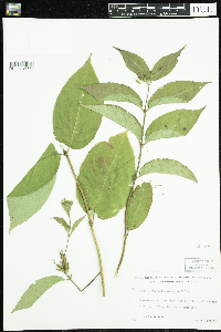 Diervilla lonicera image