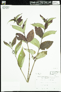 Diervilla lonicera image