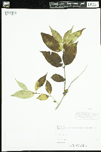 Diervilla lonicera image