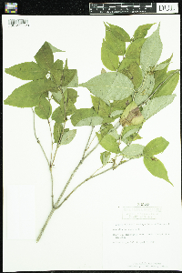 Diervilla lonicera image