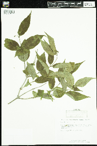 Diervilla lonicera image