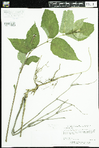Diervilla lonicera image