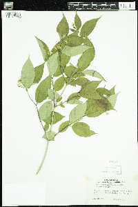 Diervilla lonicera image