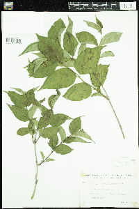 Diervilla lonicera image