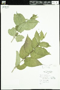 Diervilla lonicera image