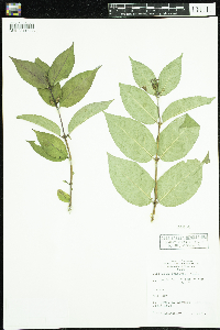 Diervilla lonicera image