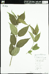thumbnail image of current specimen