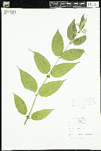 Diervilla lonicera image