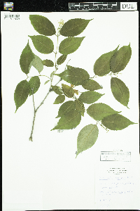 Diervilla lonicera image