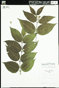 Diervilla lonicera image