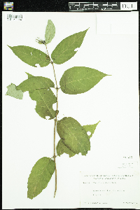 Diervilla lonicera image
