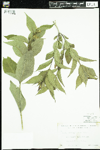 Diervilla lonicera image
