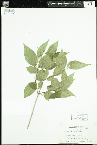 Diervilla lonicera image