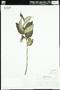 Diervilla lonicera image