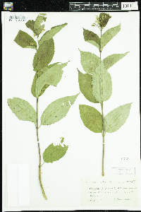 Diervilla lonicera image