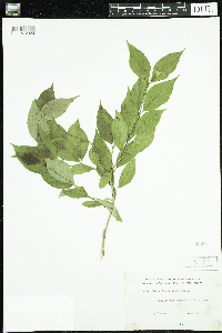Diervilla lonicera image
