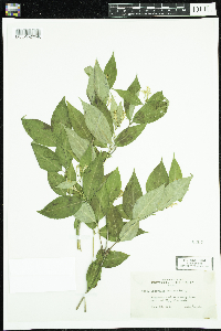 Diervilla lonicera image