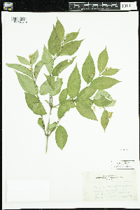 Diervilla lonicera image