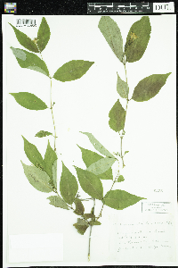Diervilla lonicera image