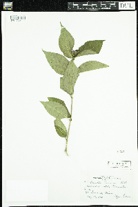 Diervilla lonicera image