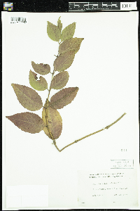 Diervilla lonicera image